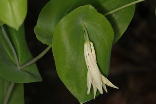 Uvularia perfoliata #4